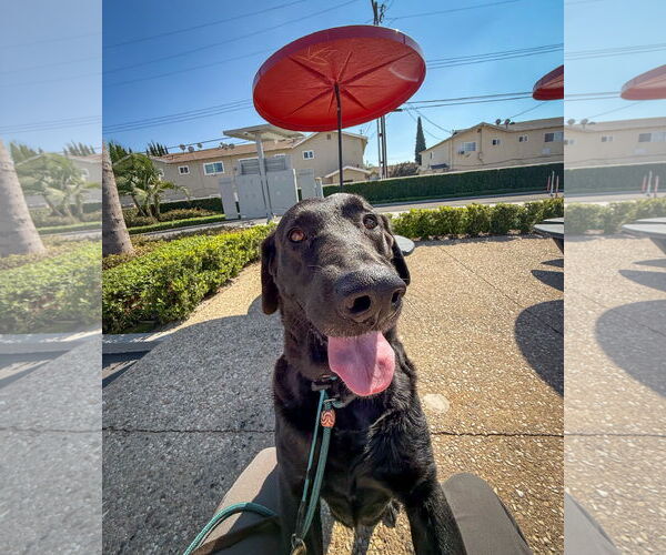 Medium Photo #3 Labrador Retriever-Unknown Mix Puppy For Sale in San Diego, CA, USA