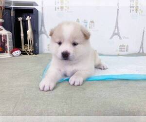 Shiba Inu Puppy for sale in HOLLYWOOD, CA, USA
