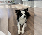 Small Photo #1 Miniature Australian Shepherd Puppy For Sale in EASTANOLLEE, GA, USA