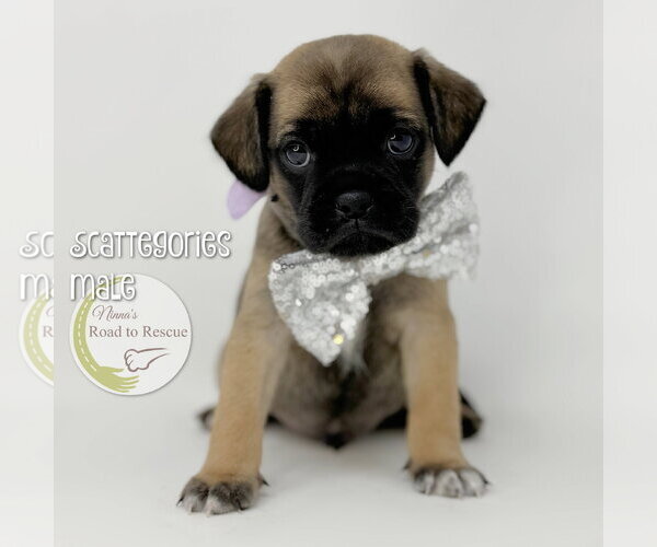 Medium Photo #1 Pug-Shih Tzu Mix Puppy For Sale in Benton, LA, USA