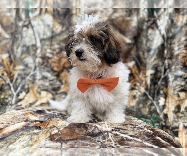 Medium Photo #5 ShihPoo Puppy For Sale in LAKELAND, FL, USA