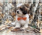 Small #4 ShihPoo