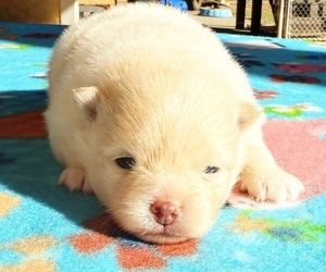 Pomeranian Puppy for sale in DAWSONVILLE, GA, USA