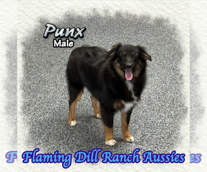 Miniature Australian Shepherd Puppy for sale in FORESTBURG, TX, USA