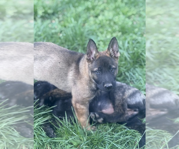 Medium Photo #4 German Shepherd Dog Puppy For Sale in WILMINGTON, DE, USA