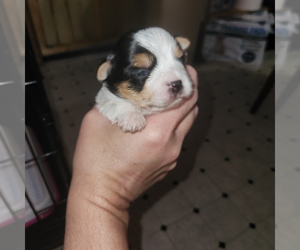 Medium Photo #1 Yorkshire Terrier Puppy For Sale in WARRENVILLE, SC, USA