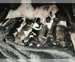 Miniature Bull Terrier Puppy for sale in BRIDGETON, NJ, USA