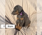 Small #4 Doberman Pinscher
