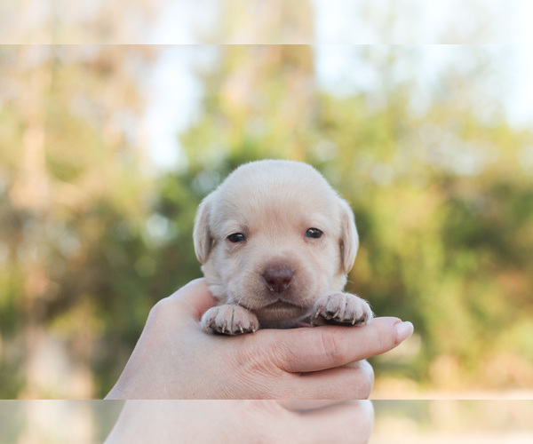 Medium Photo #5 Labrador Retriever Puppy For Sale in WEST PALM BEACH, FL, USA
