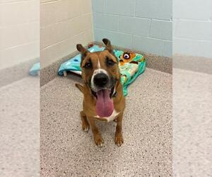 German Shepherd Dog-Unknown Mix Dogs for adoption in Brighton, CO, USA