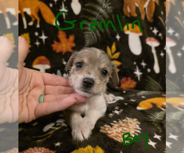 Medium Photo #18 Chizer Puppy For Sale in MONTEZUMA, GA, USA