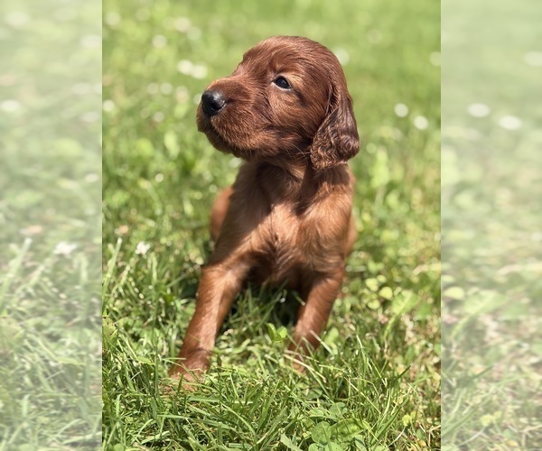 Medium Photo #13 Irish Setter Puppy For Sale in ONEONTA, NY, USA