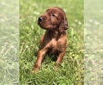 Small #12 Irish Setter