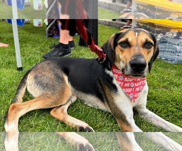 Medium Photo #1 Treeing Walker Coonhound-Unknown Mix Puppy For Sale in Germantown, OH, USA