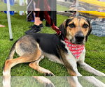 Small Treeing Walker Coonhound Mix