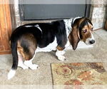Small Basset Hound