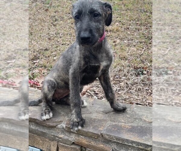Medium Photo #5 Irish Wolfhound Puppy For Sale in RAGLAND, AL, USA