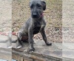 Small Photo #5 Irish Wolfhound Puppy For Sale in RAGLAND, AL, USA