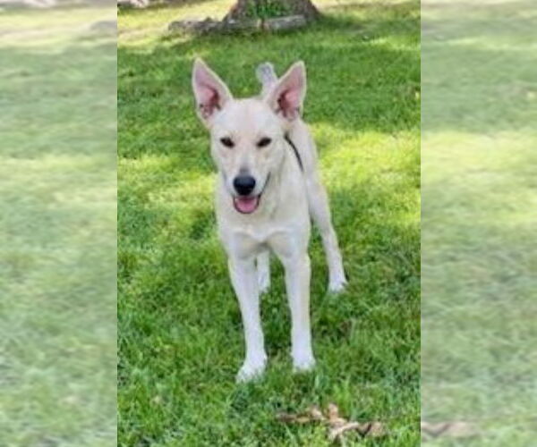 Medium Photo #7 German Shepherd Dog-Unknown Mix Puppy For Sale in Winston Salem, NC, USA