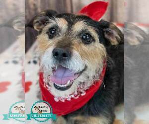 Mutt Dogs for adoption in Kennesaw, GA, USA