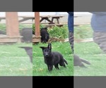 Small #1 German Shepherd Dog