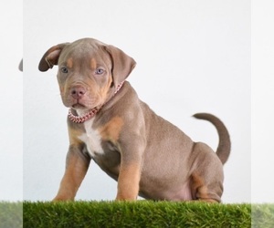 American Bully Puppy for Sale in DE LEON SPRINGS, Florida USA