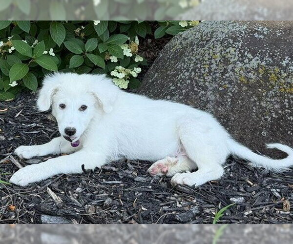 Medium Photo #3 Labrenees Puppy For Sale in Genesee, WI, USA