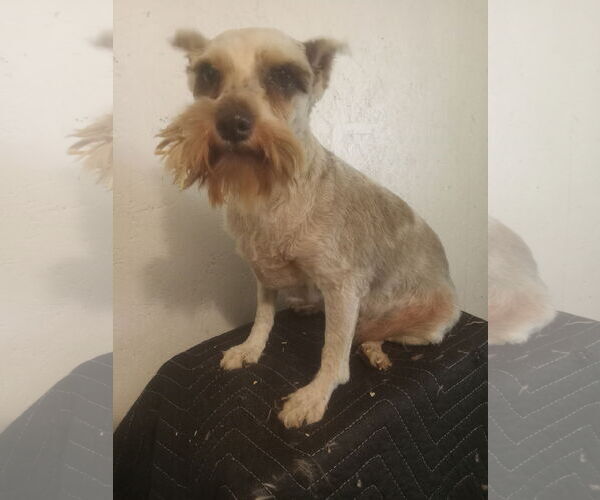 Medium Photo #4  Puppy For Sale in , 