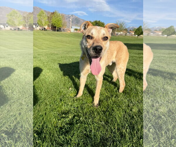 Medium Photo #1 Mutt Puppy For Sale in Sandy, UT, USA