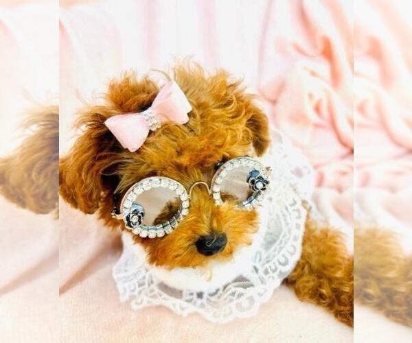 Medium Photo #13 Poodle (Toy) Puppy For Sale in MIAMI, FL, USA