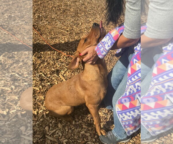 Medium Photo #6 Unknown-Vizsla Mix Puppy For Sale in Woodland Hills, CA, USA