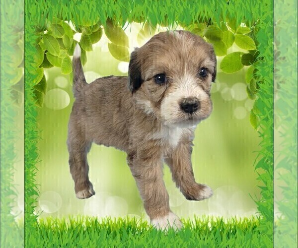 Medium Photo #14 Bernedoodle (Miniature) Puppy For Sale in BLACK FOREST, CO, USA