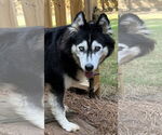Small #6 Siberian Husky Mix