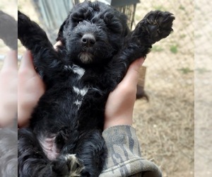 Medium Labradoodle