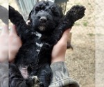 Puppy Puppy 2 Bootie Labradoodle