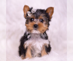 Small #4 Yorkshire Terrier