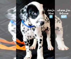 Dalmatian Puppy for sale in CAPE MAY COURT HOUSE, NJ, USA