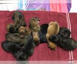 Small German Shepherd Dog Mix