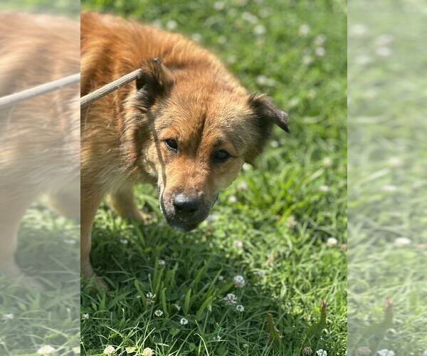 Medium Photo #3 Mutt Puppy For Sale in Evansville, IN, USA