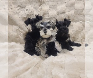Schnauzer (Miniature) Puppy for sale in SCOTTSDALE, AZ, USA