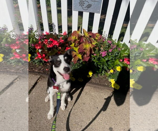 Medium Photo #18 Australian Shepherd-Unknown Mix Puppy For Sale in Grafton, WI, USA