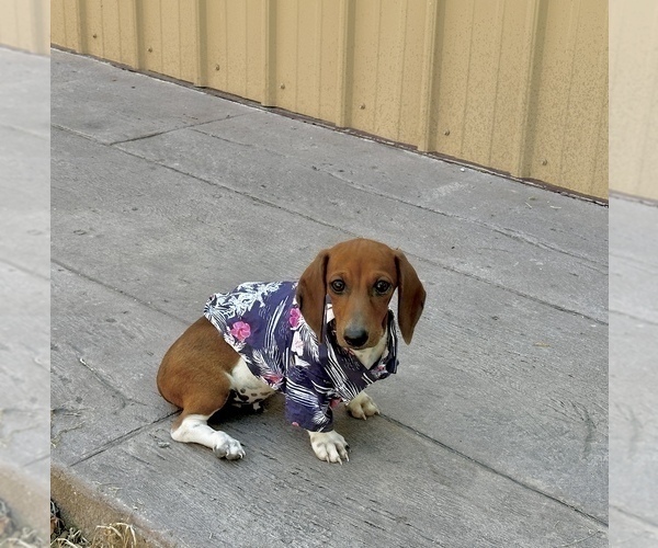 Medium Photo #1 Dachshund Puppy For Sale in CASSVILLE, MO, USA