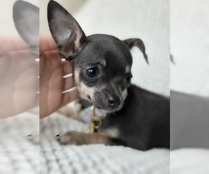 Chihuahua Puppy for Sale in FAYETTEVILLE, Arkansas USA