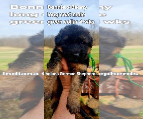 Medium Photo #12 German Shepherd Dog Puppy For Sale in CHRISNEY, IN, USA