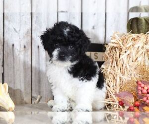 Shih-Poo Puppy for sale in MOUNT VERNON, OH, USA
