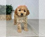 Small #2 Cavapoo