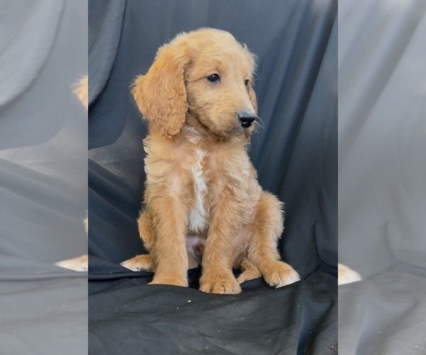 Medium Photo #1 Cavapoo-Goldendoodle Mix Puppy For Sale in KALAMAZOO, MI, USA
