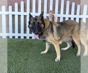 German Shepherd Dog Dogs for adoption in Modesto, CA, USA