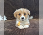 Puppy Joey Pembroke Welsh Corgi