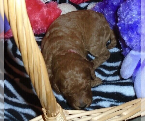 Medium Photo #11 Poodle (Standard) Puppy For Sale in CLATSKANIE, OR, USA